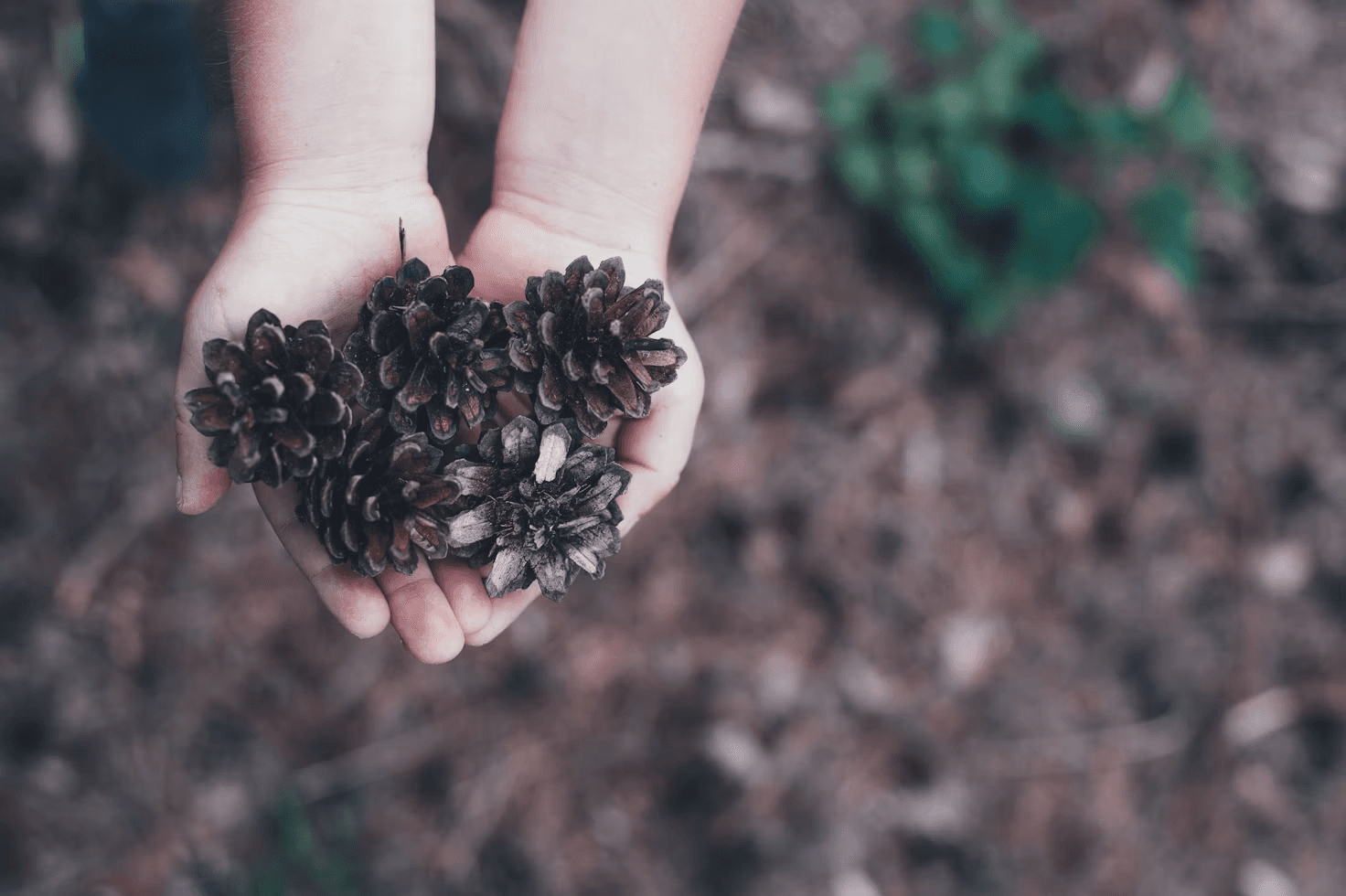 Hands holding pine cones