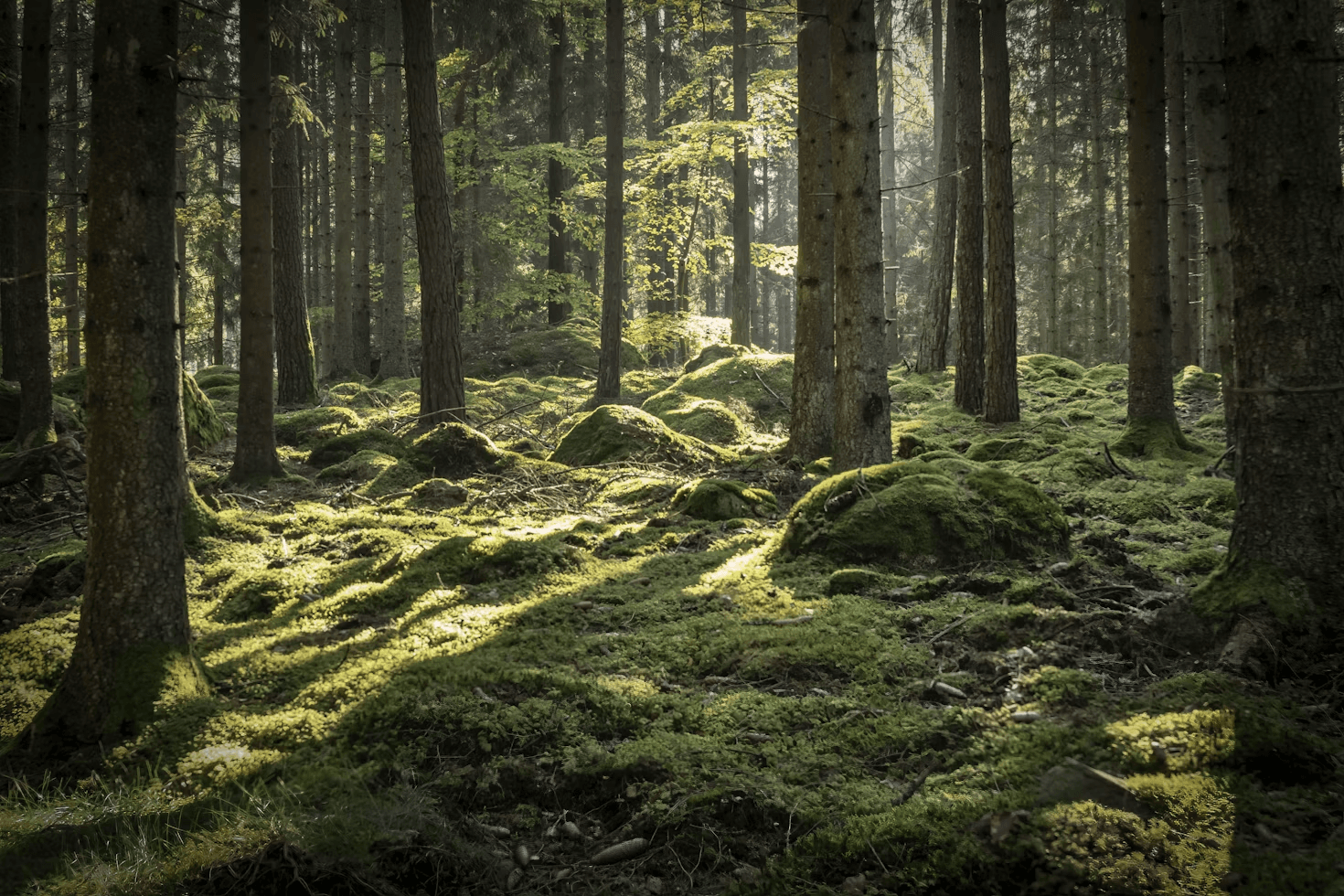 Moss-covered forest
