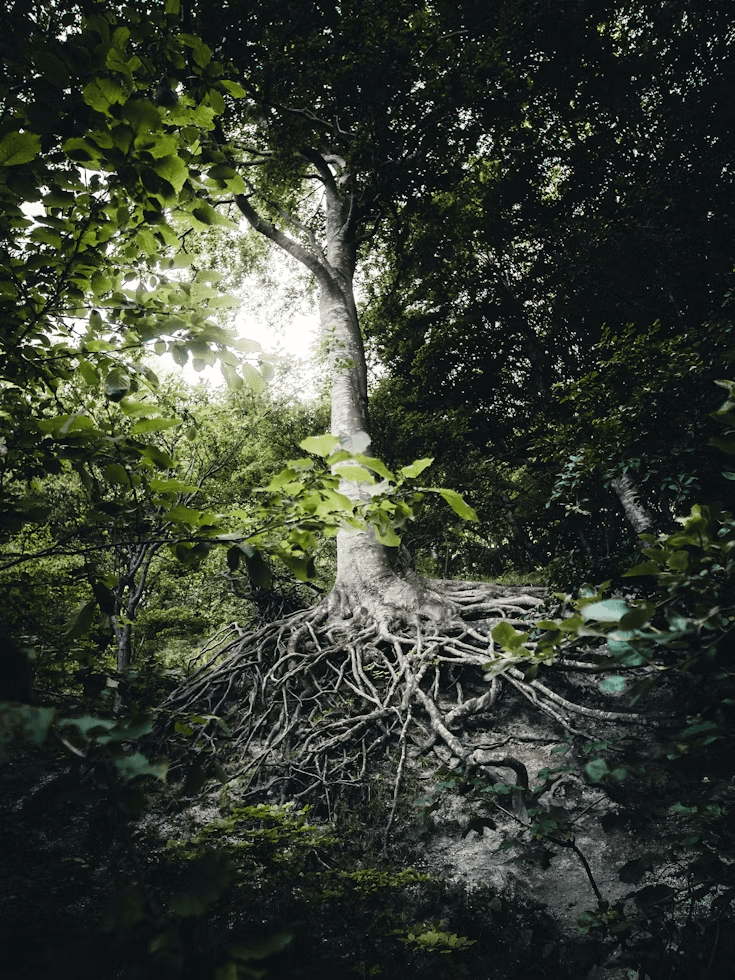 A tree with visible roots