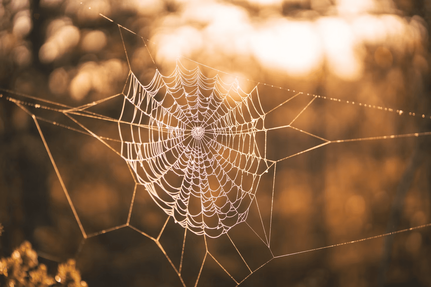 A spider web