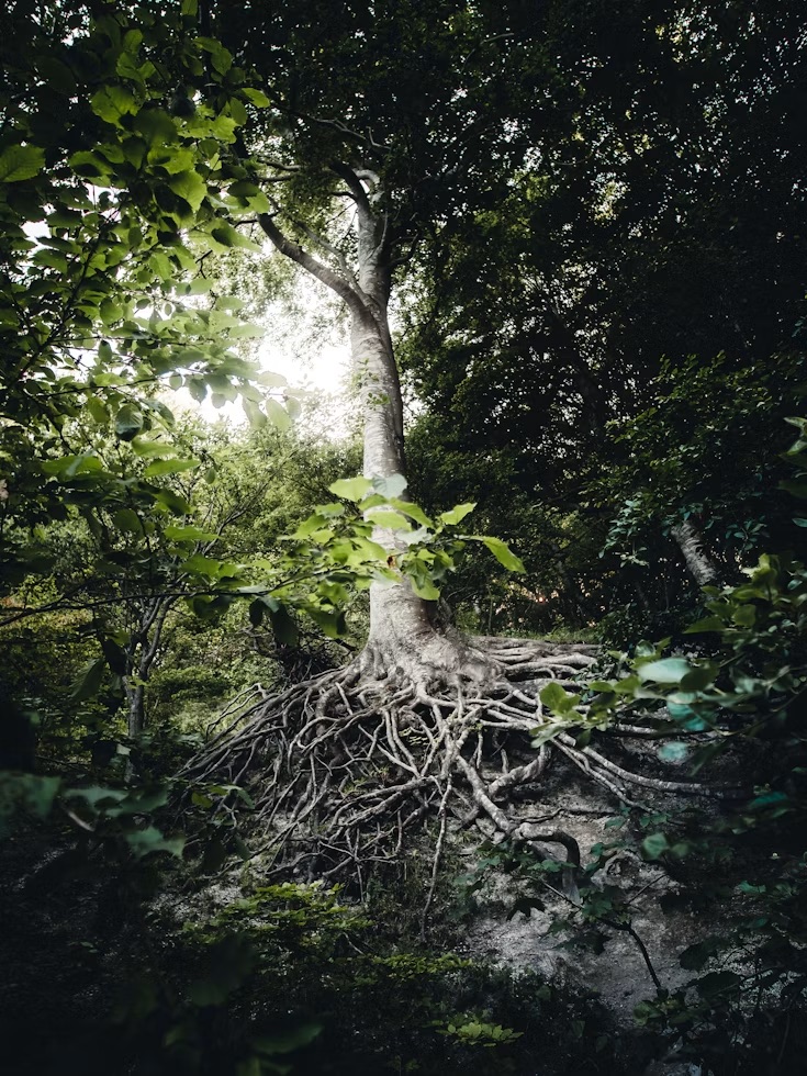 A forest tree with exposed roots