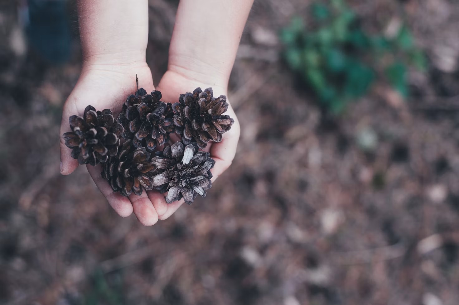 Hands holding pinecones